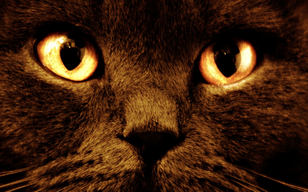 Черный кот с оранжевыми глазами обои