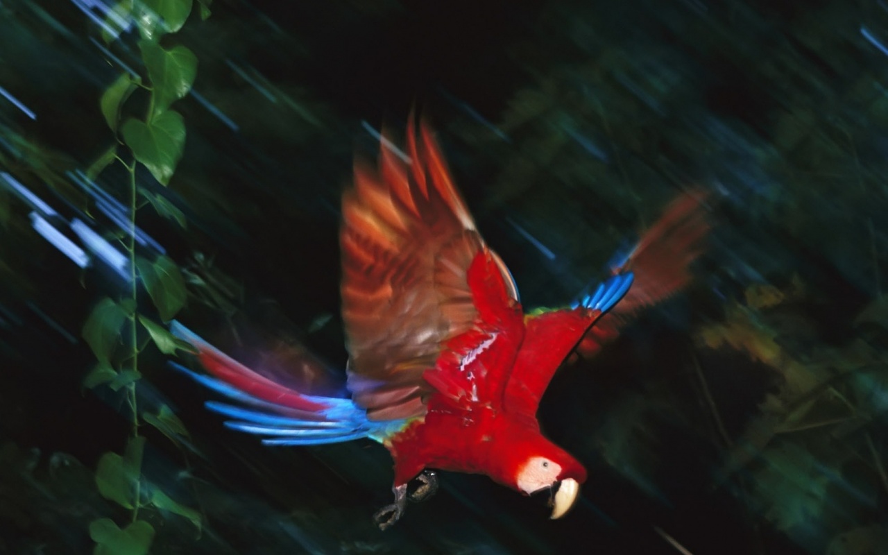 Рисованный ара обои