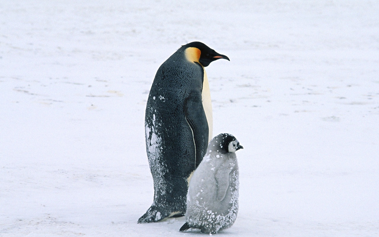 Пингвин с птенцом обои