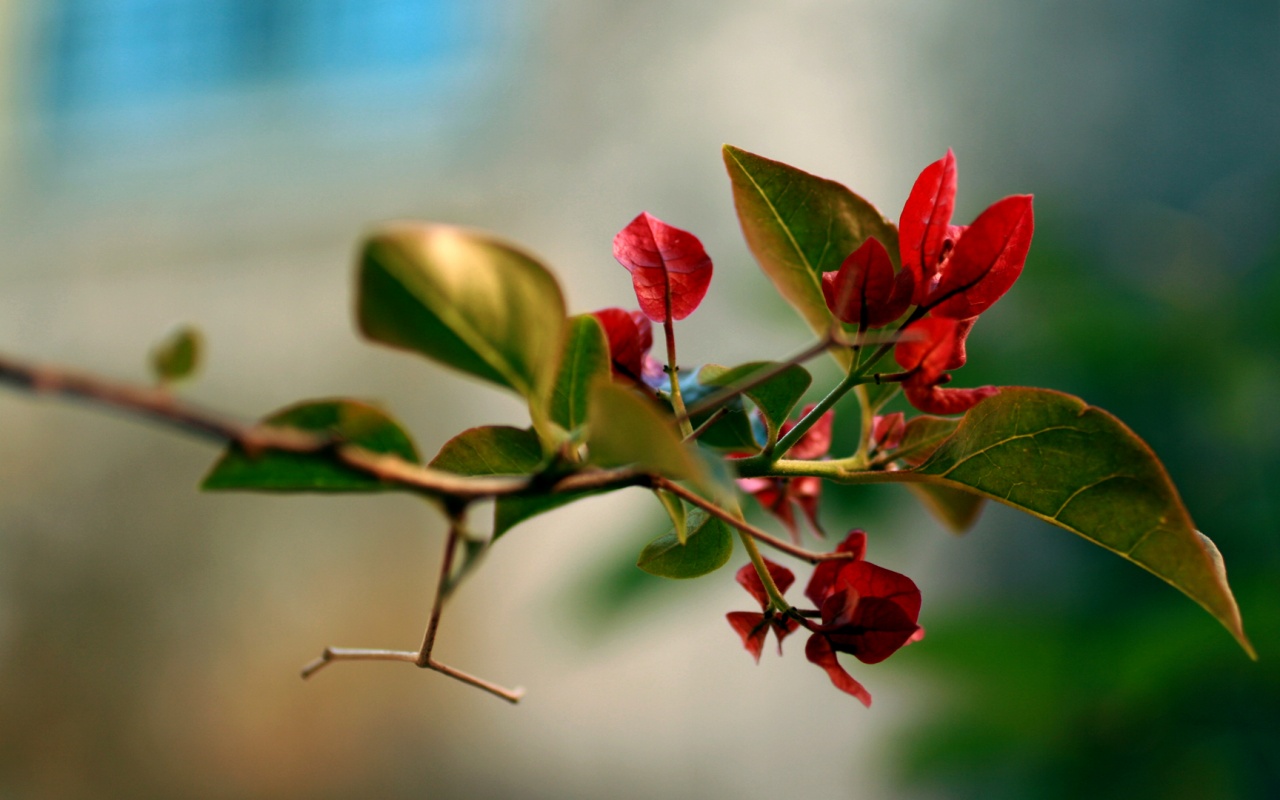 Разноцветные листья обои