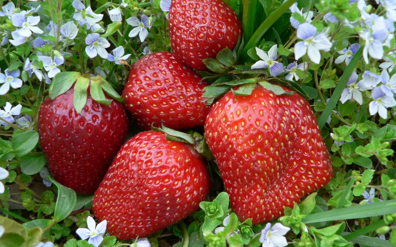 Клубника обои