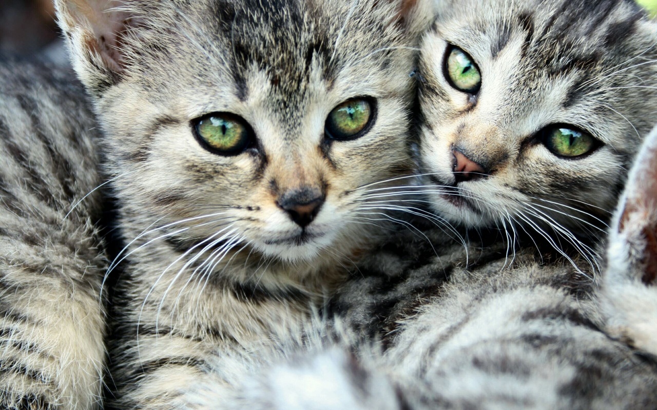Котята в обнимку обои