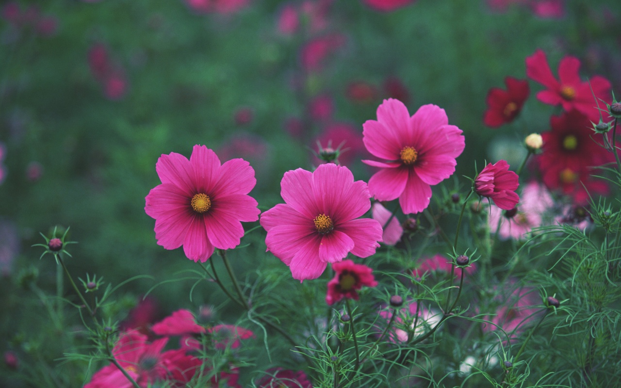 Яркие розовые цветы обои