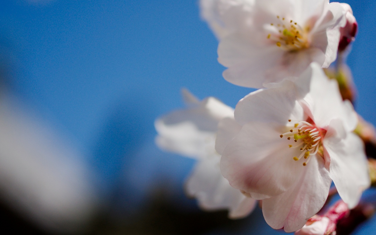 Нежные белые цветы обои