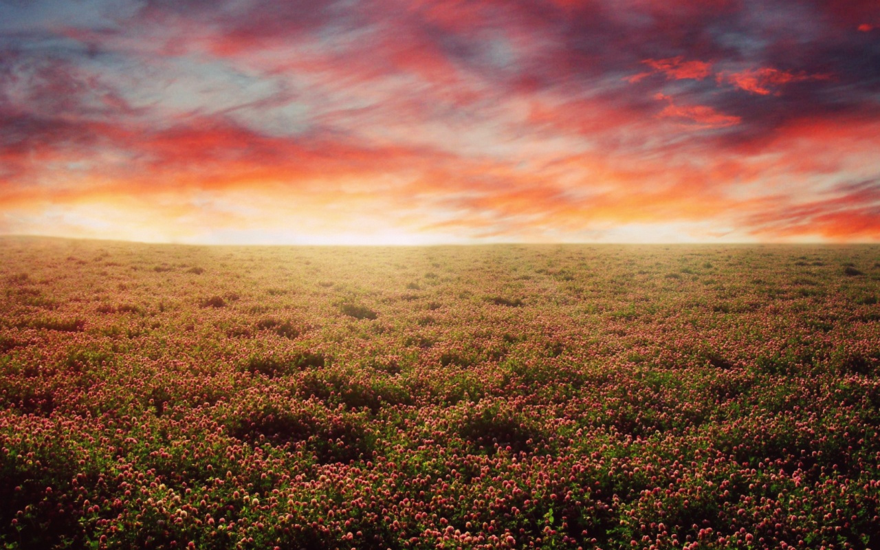 Закатное небо над цветочным полем обои