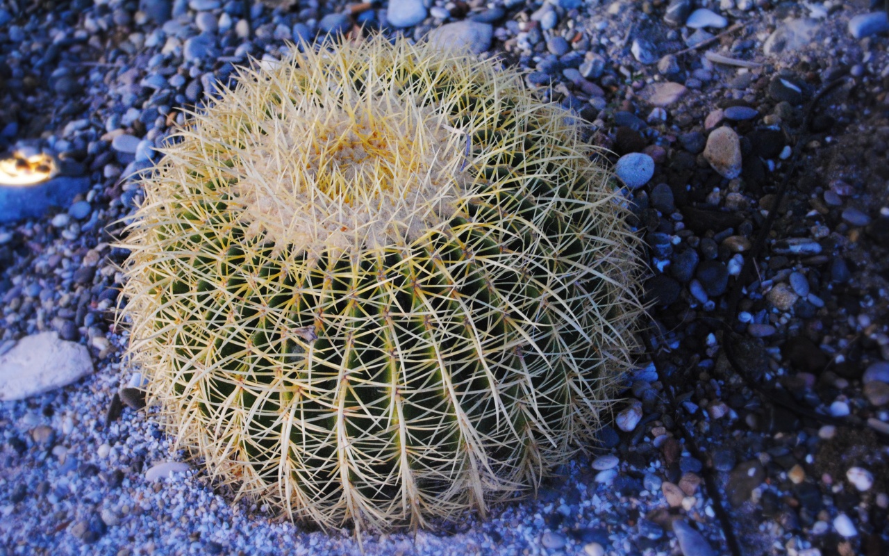 Круглый кактус обои