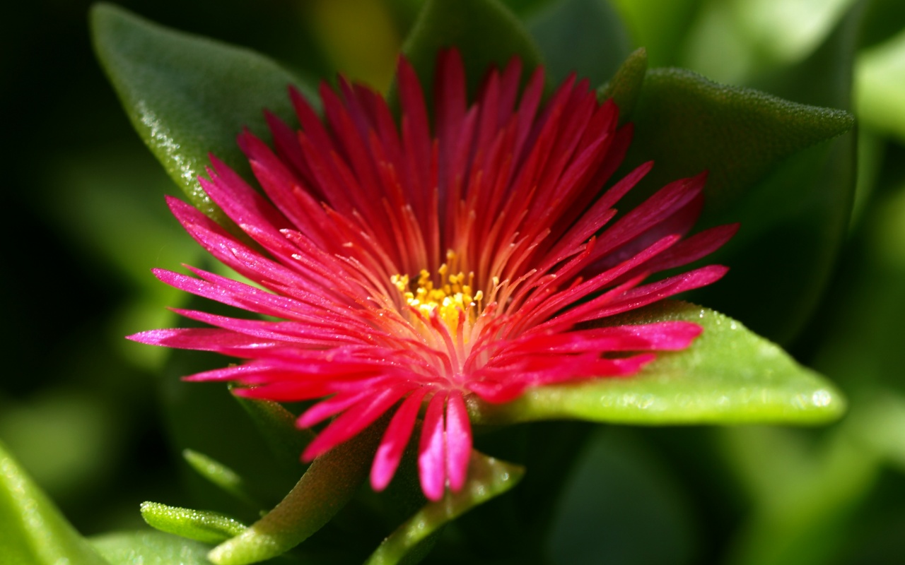 Чудесный цветок обои