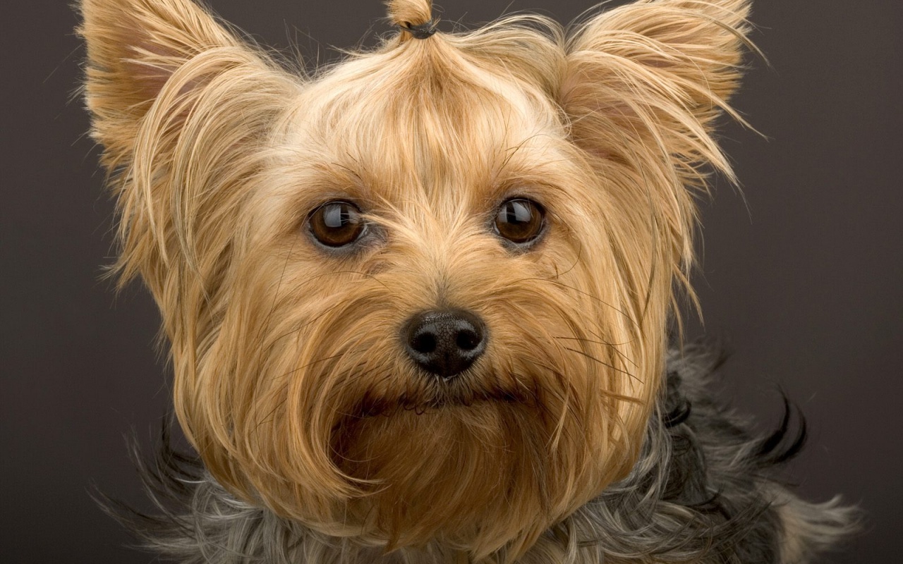 Йоркширский терьер обои