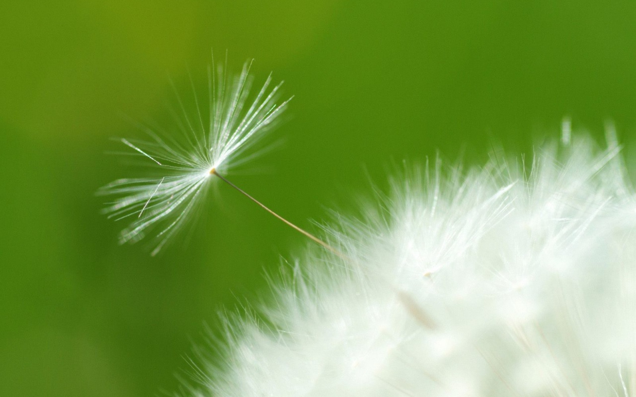 Пушинка одуванчика обои