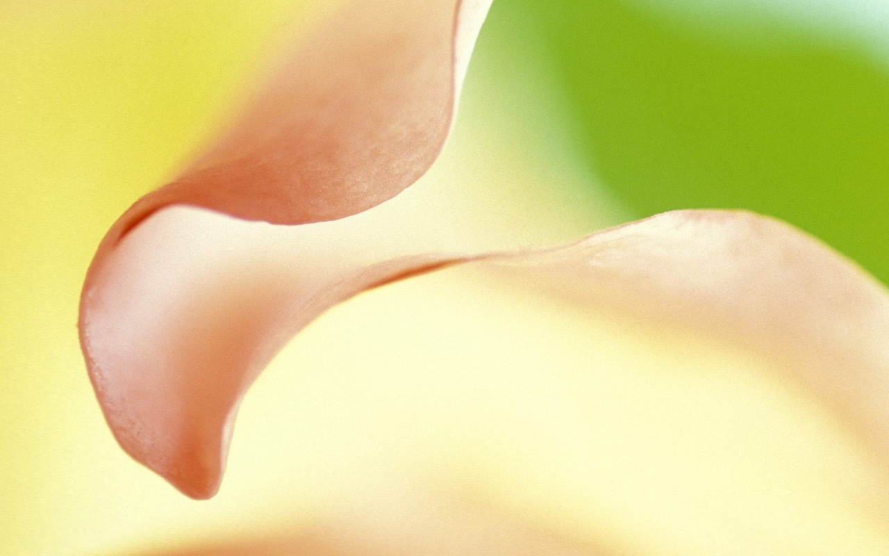 Оттенки природы обои