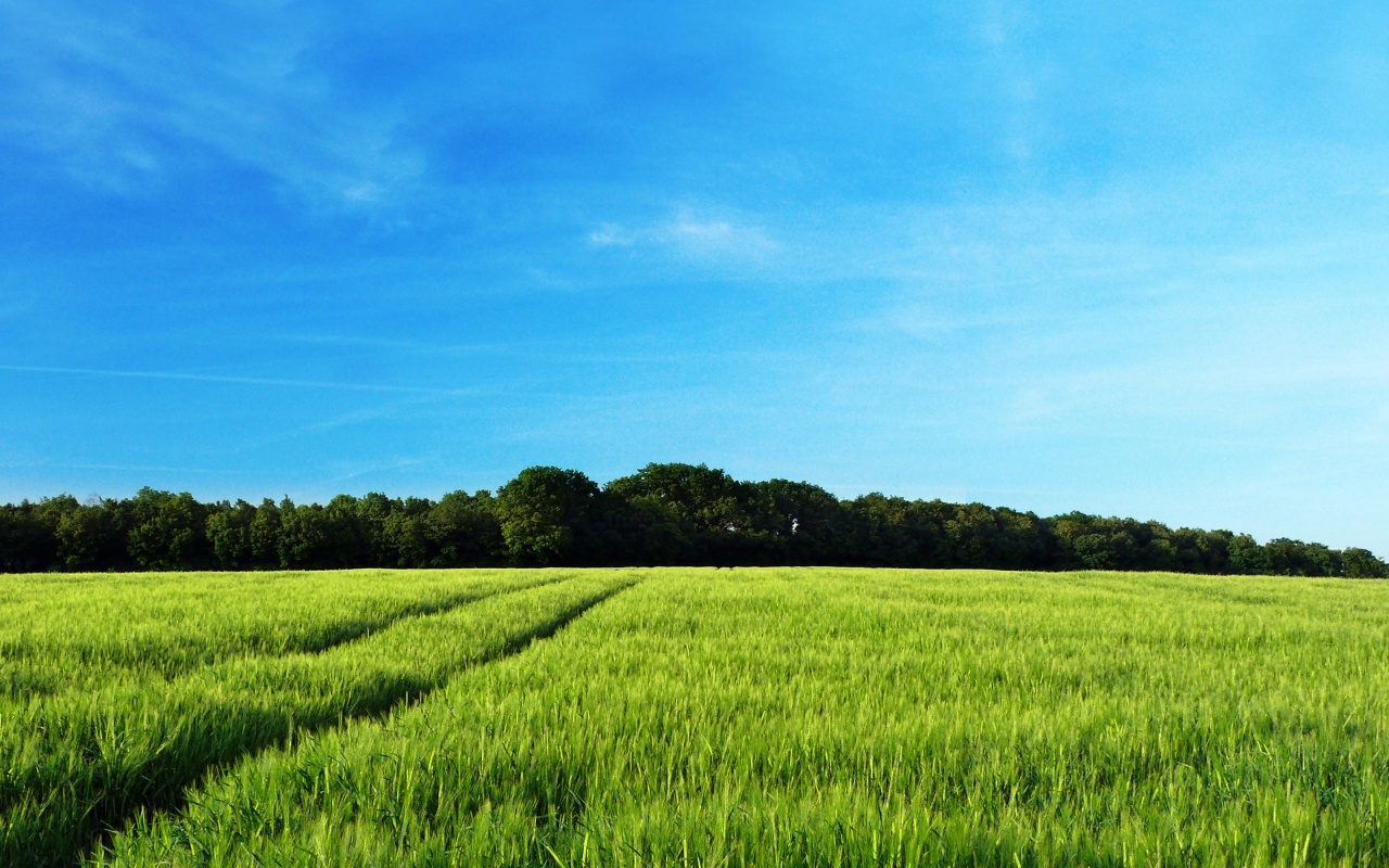 Следы колеи в поле обои