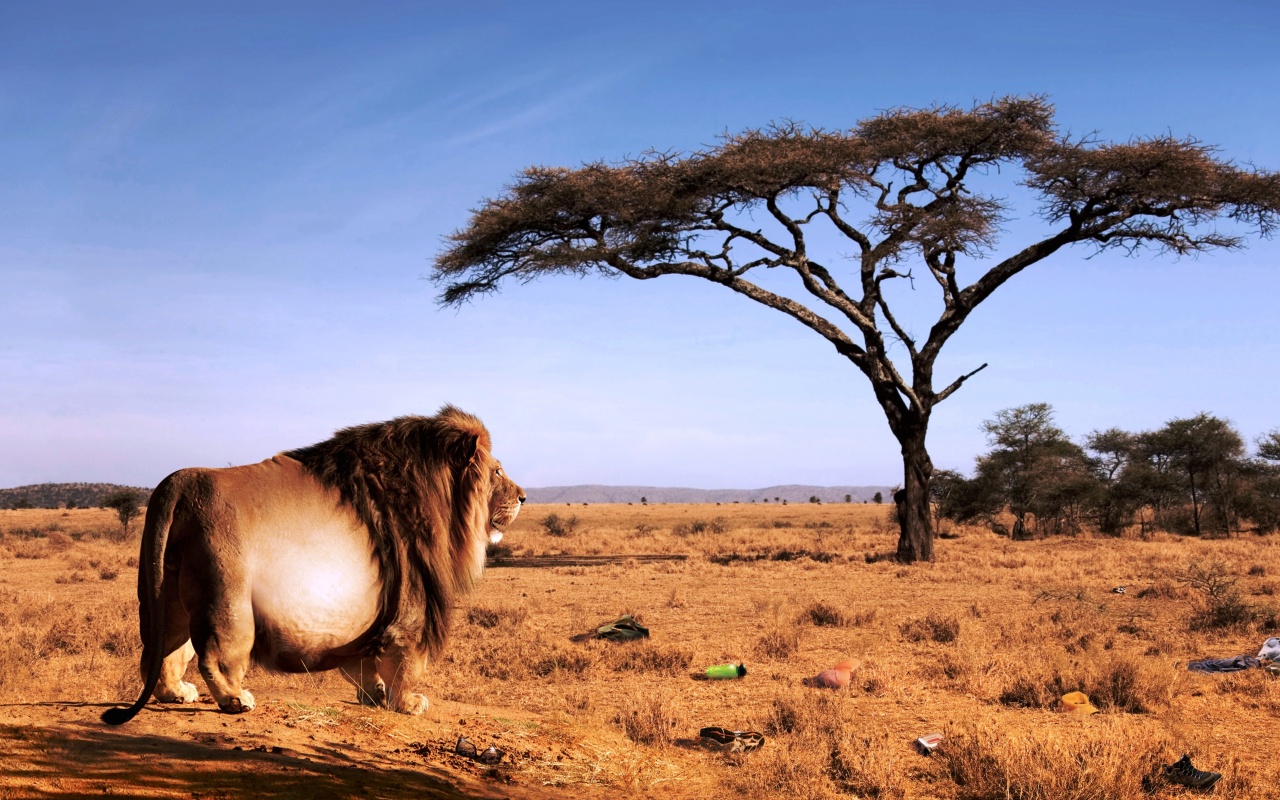 Толстый лев обои