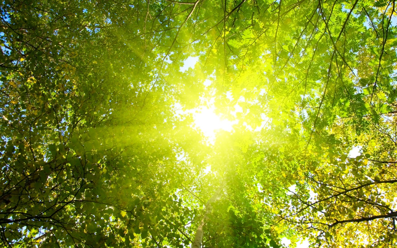 Яркий зеленоватый свет пробивающийся сквозь листву обои