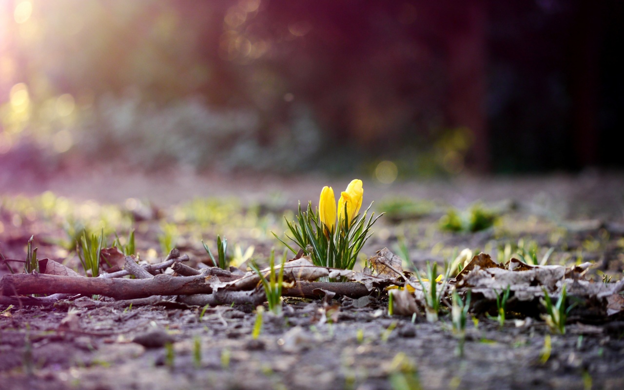 Весенняя трава и цветы обои