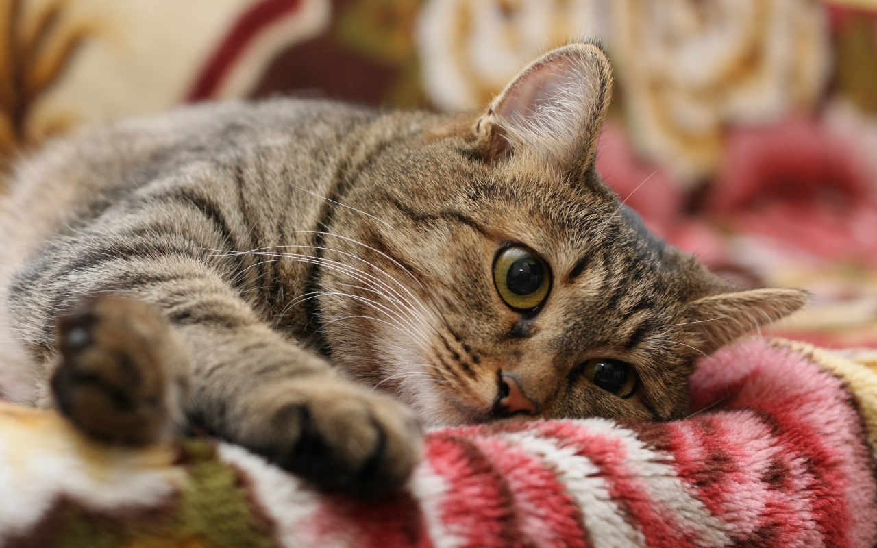 Полосатая кошка обои