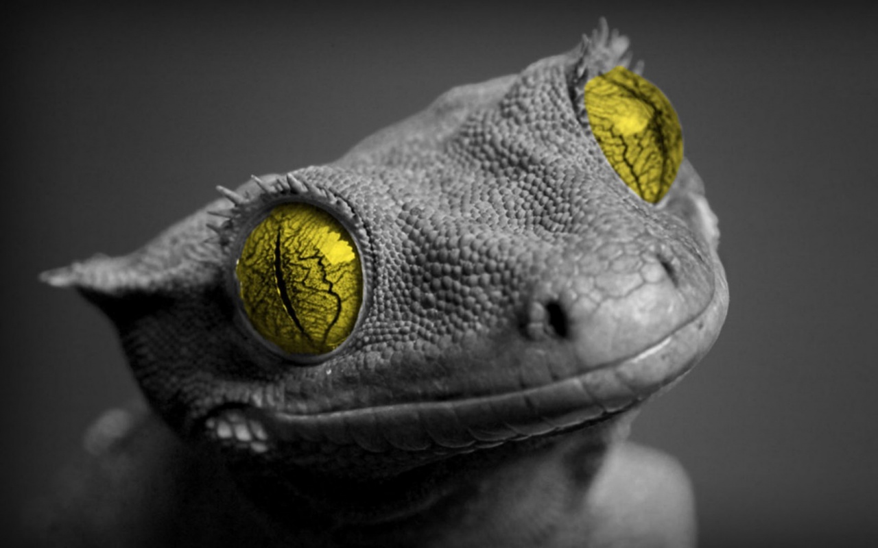 Ящерка обои