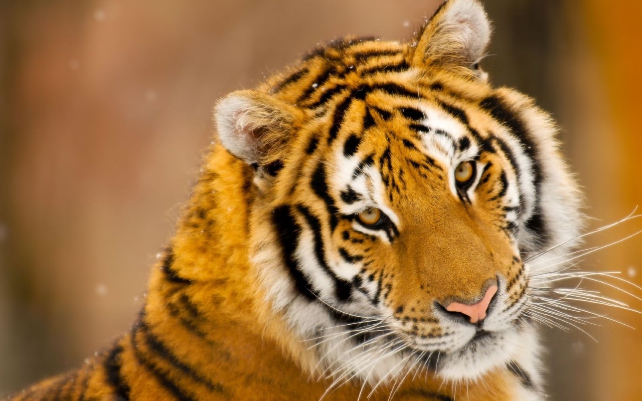 Тигр оборачивается обои