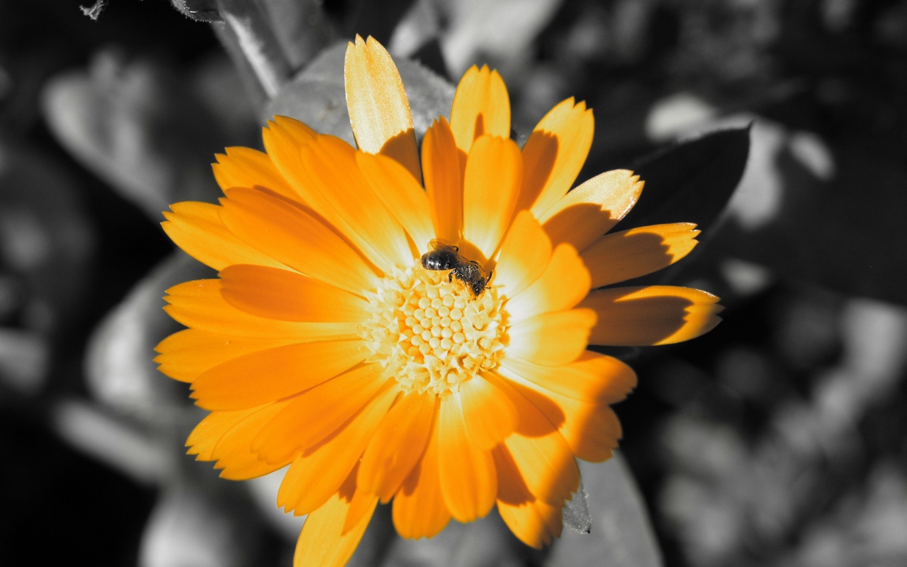 Оса на цветке обои