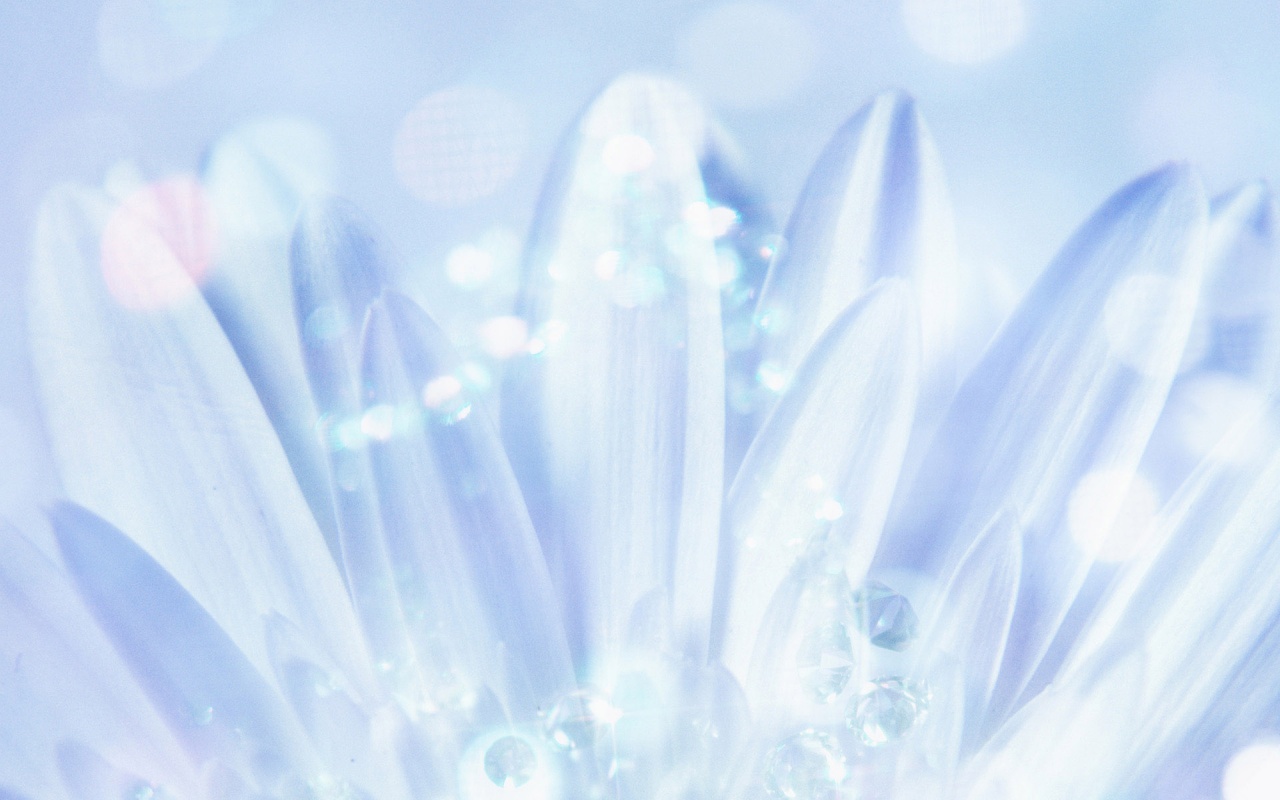 Белые лепестки обои