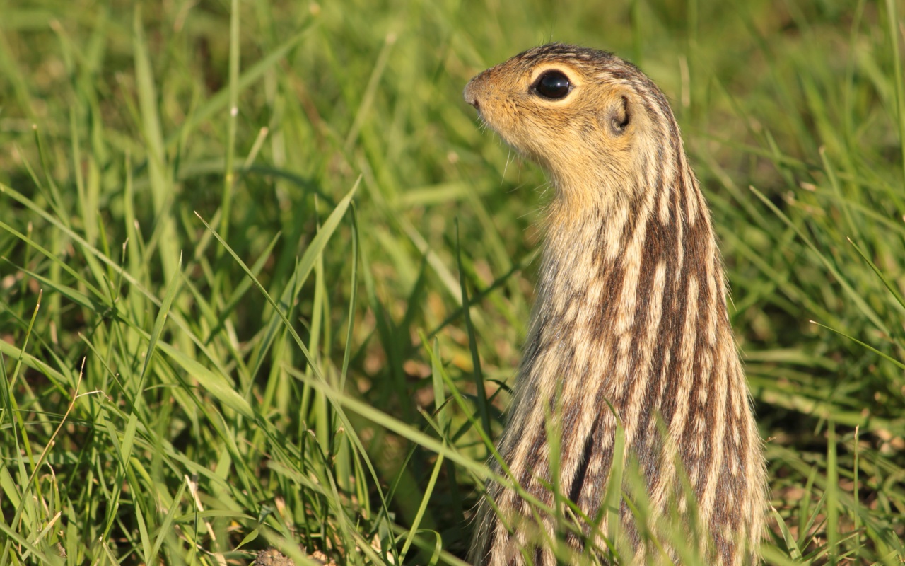 Сурок в стойке обои