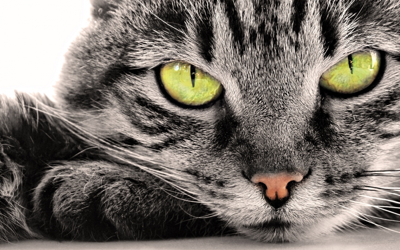 Пристальный кошачий взгляд обои