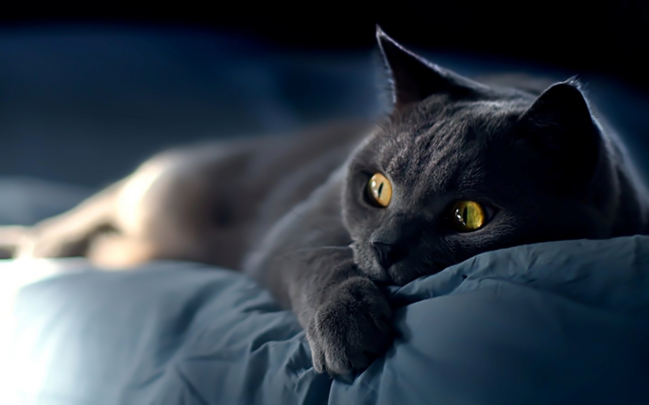 Персидский кот на кровати обои