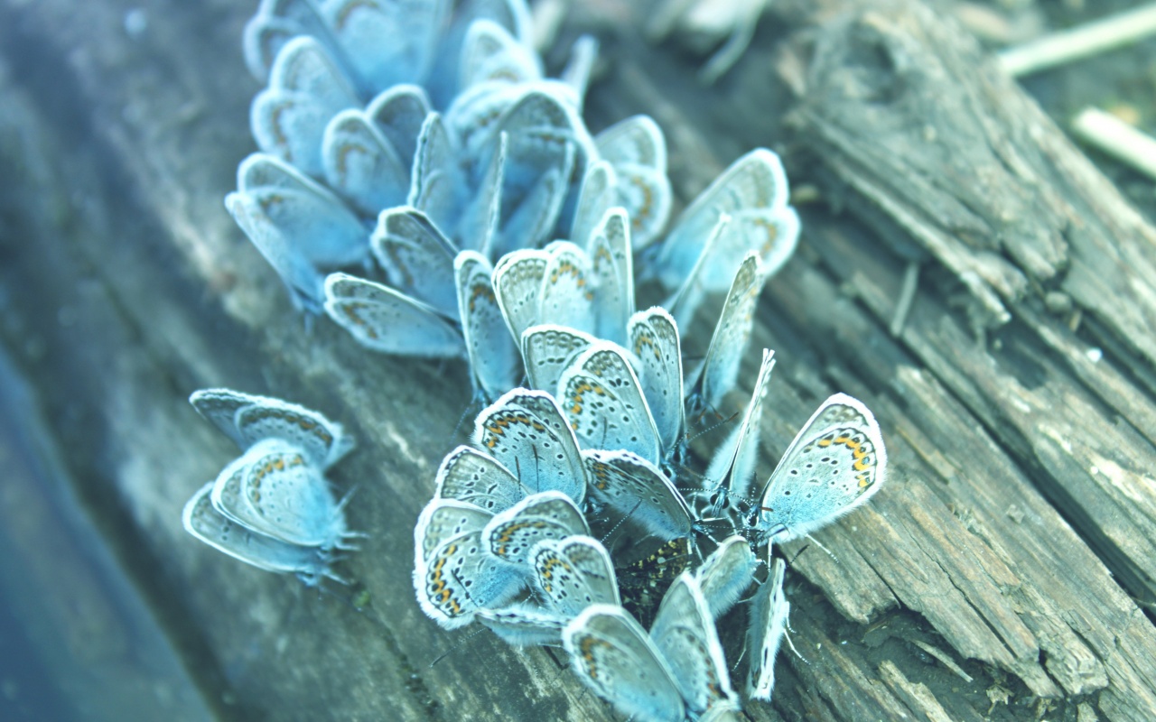 Голубые бабочки обои