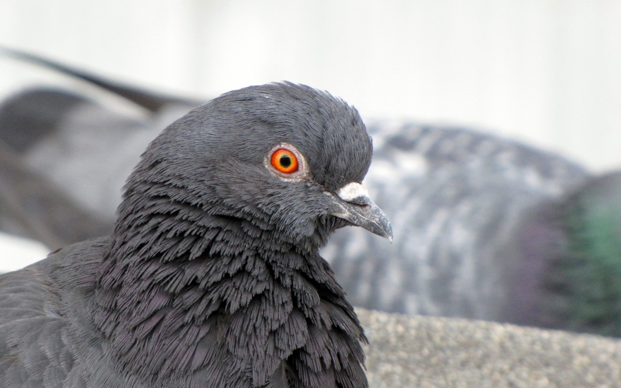 Смотрит в самую душу обои