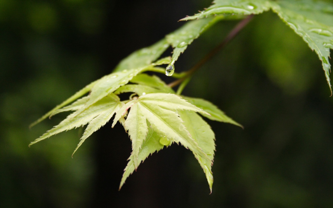 Капля на листе обои