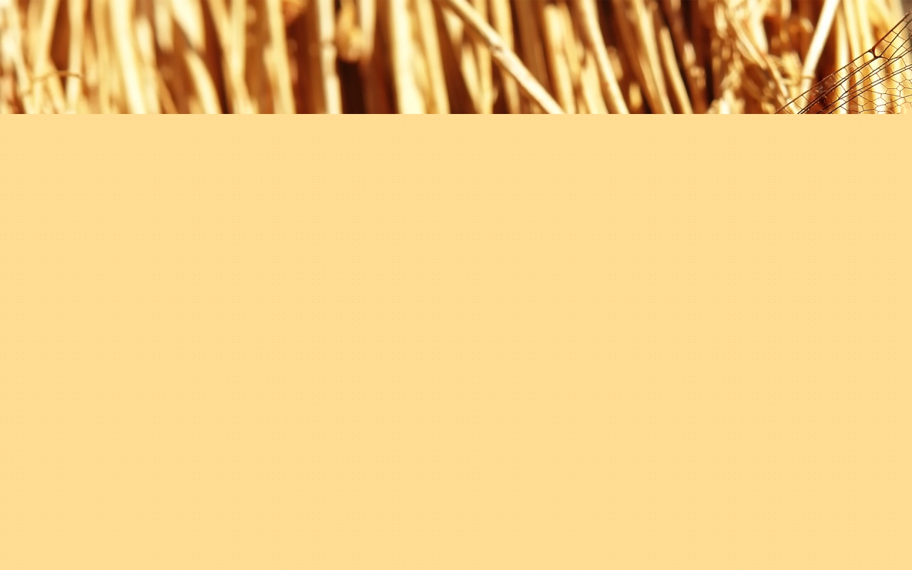 Стрекоза на сене обои