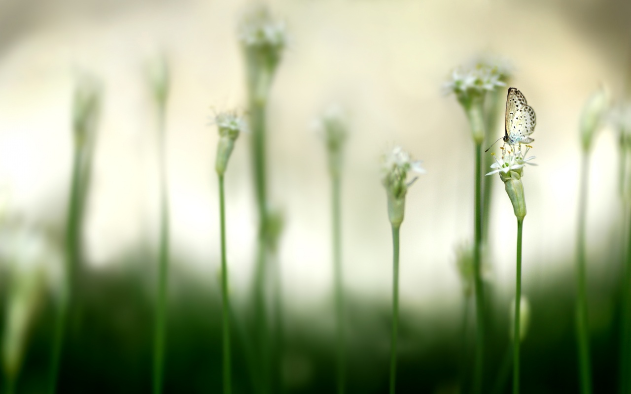 Бабочка на цветке обои