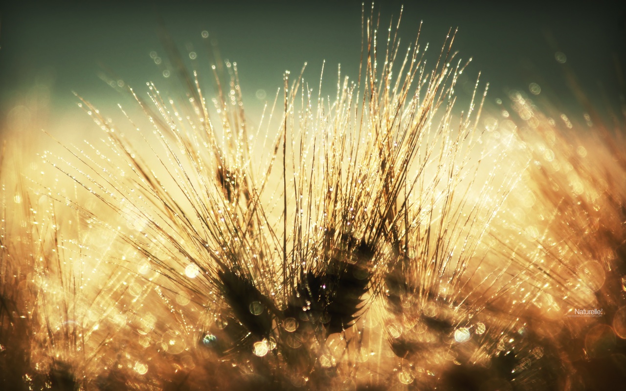 Трава на солнце обои