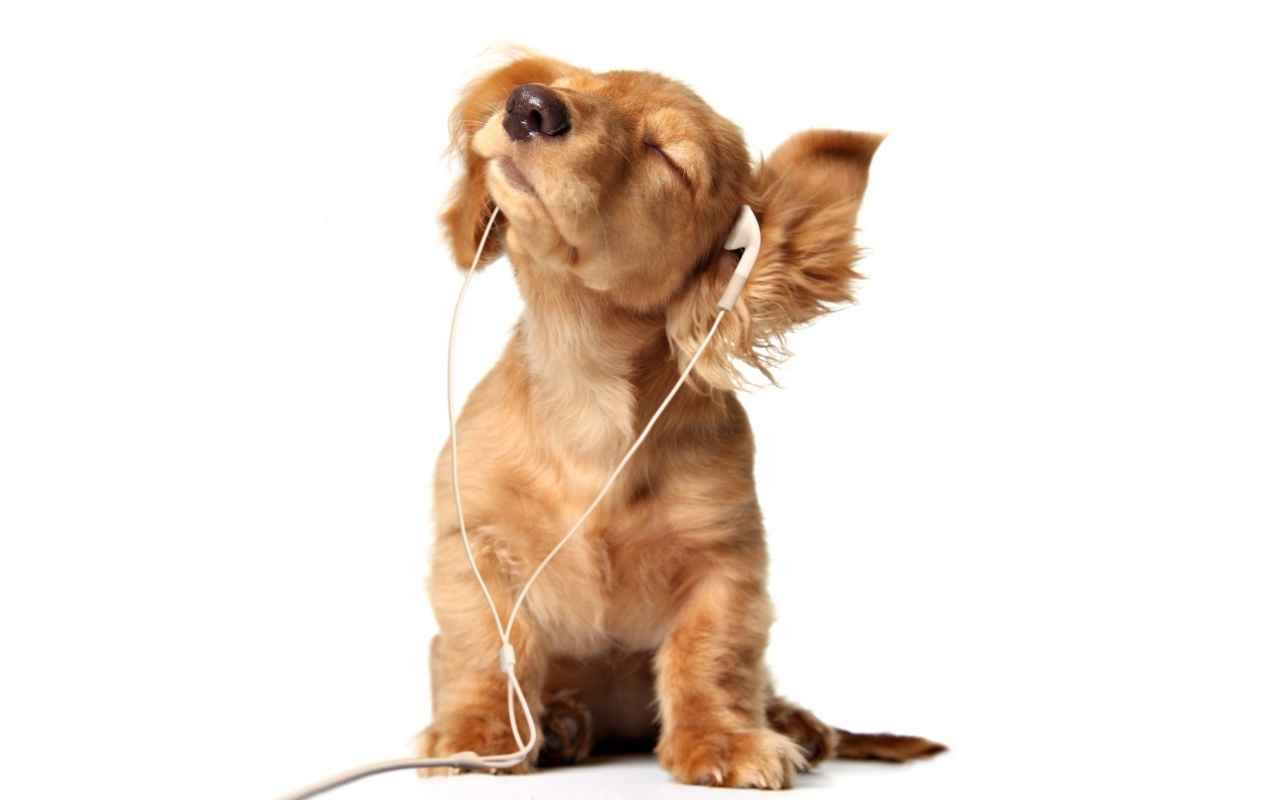 Щенок в наушниках обои