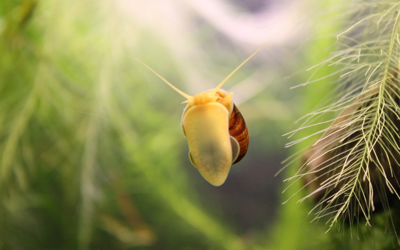 Летящее насекомое обои