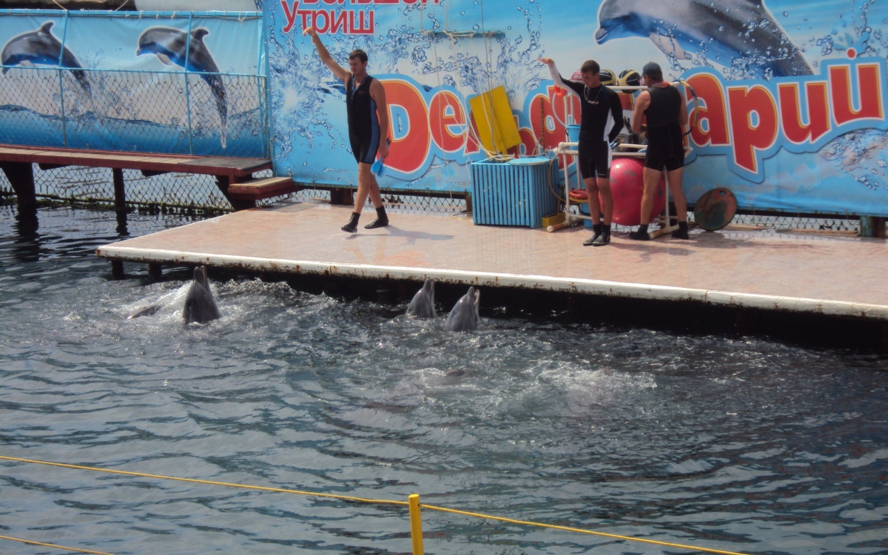 Утро в дельфинарии обои