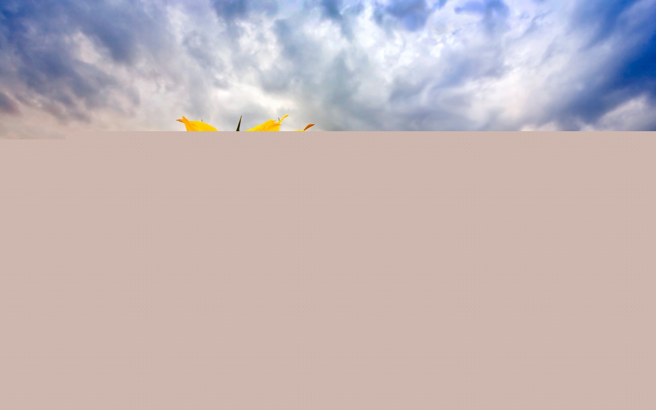 Подсолнухи обои