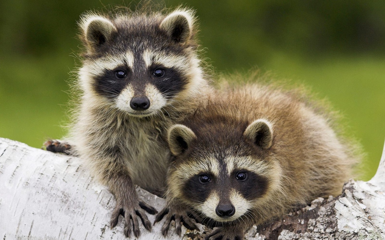 Полосатики обои