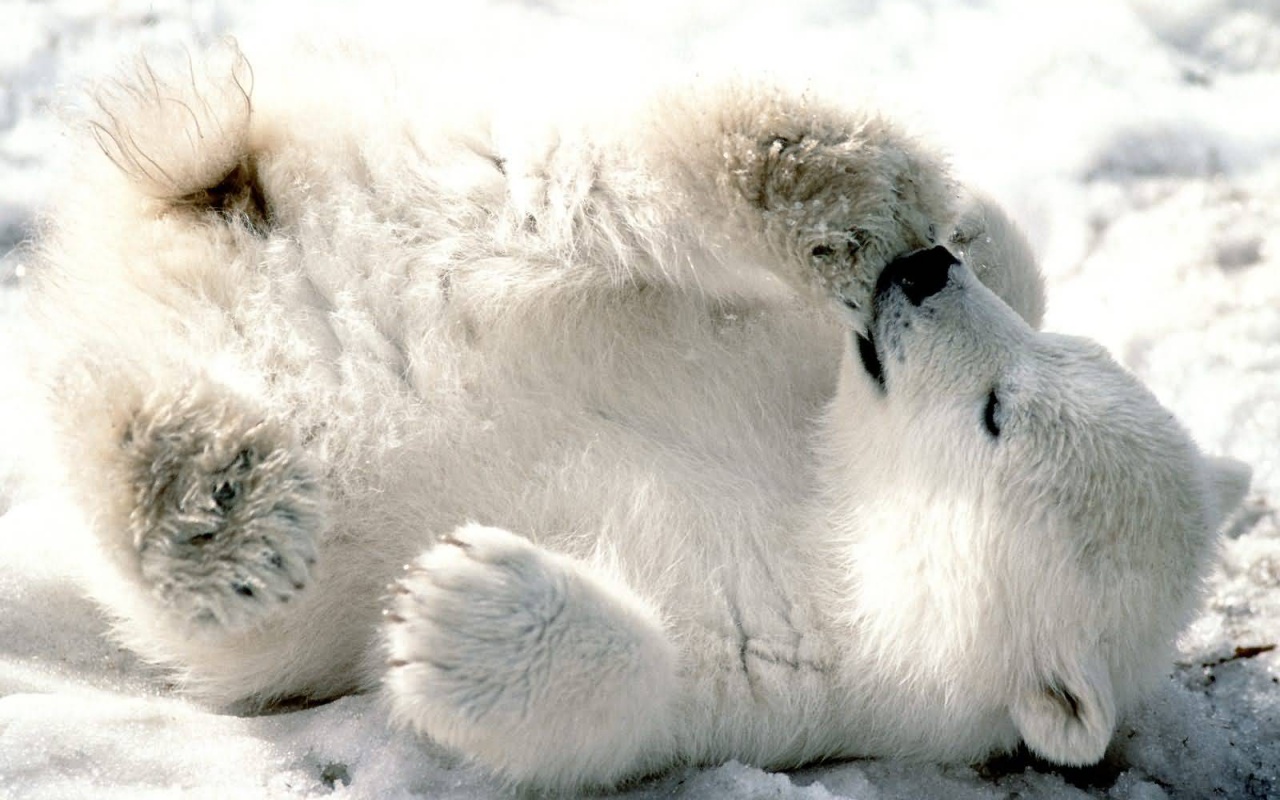 Мишка на севере обои