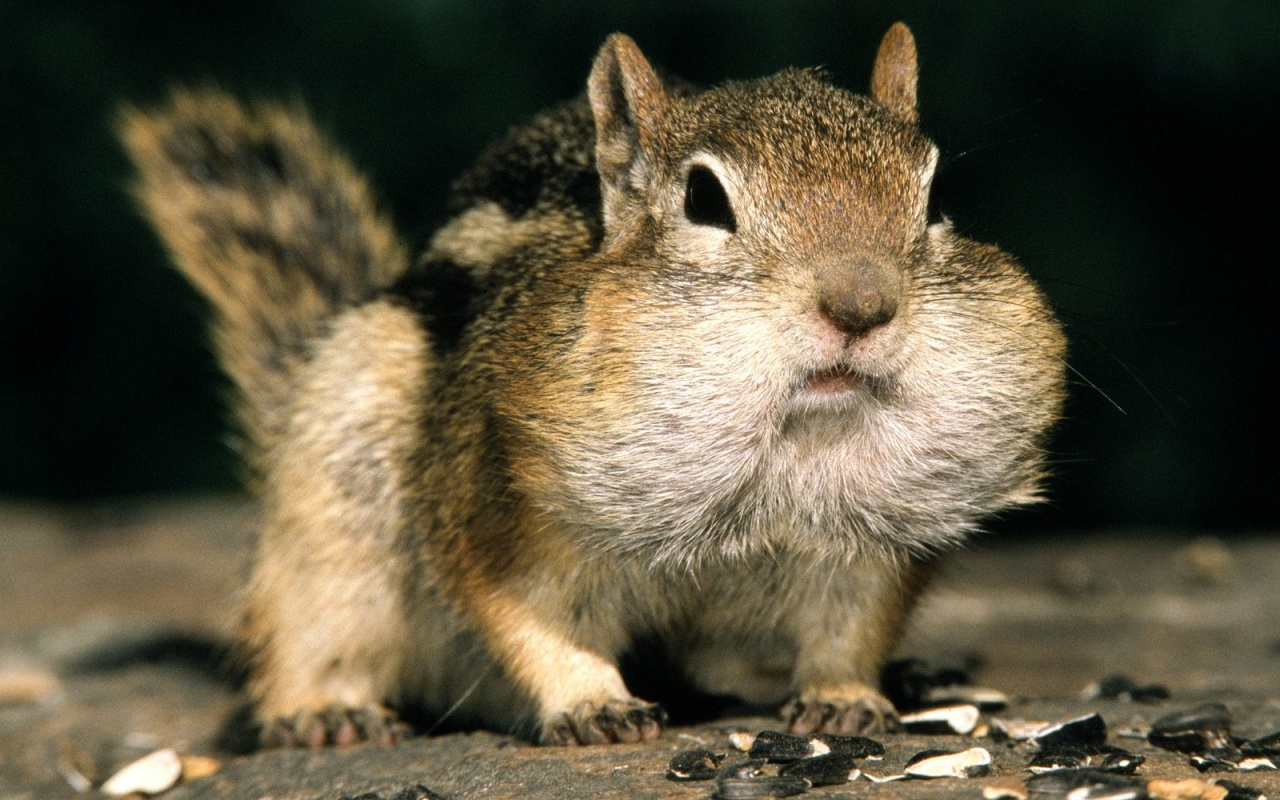 Не жадный, а бережливый обои