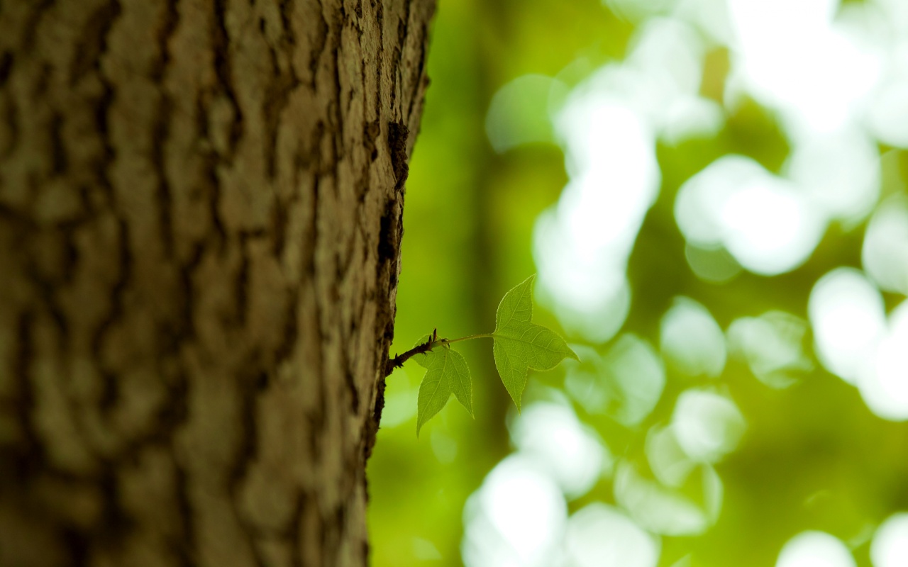 Листок на стволе дерева обои