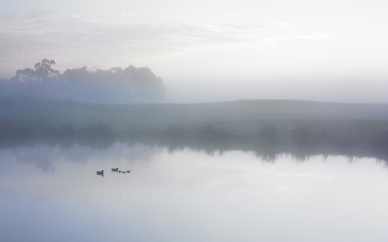 Ducks on a Misty Pond обои