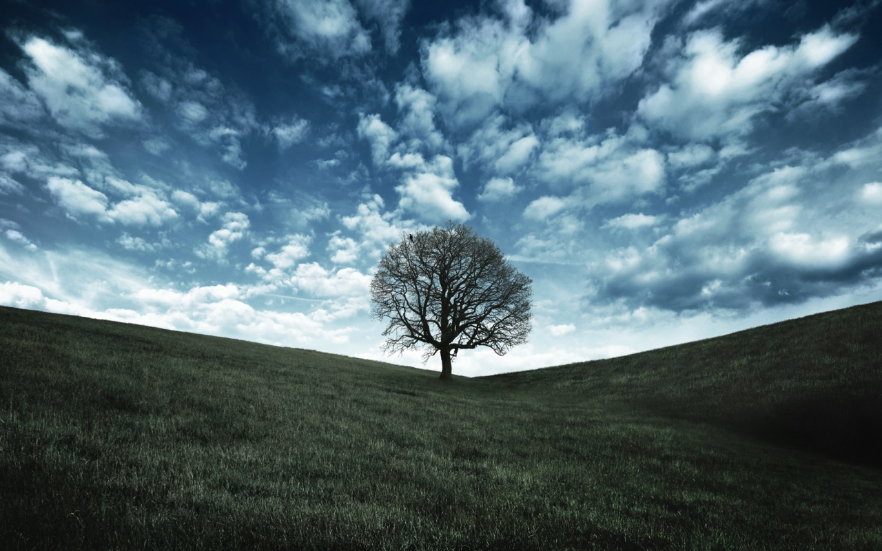 Холм одинокого дуба обои