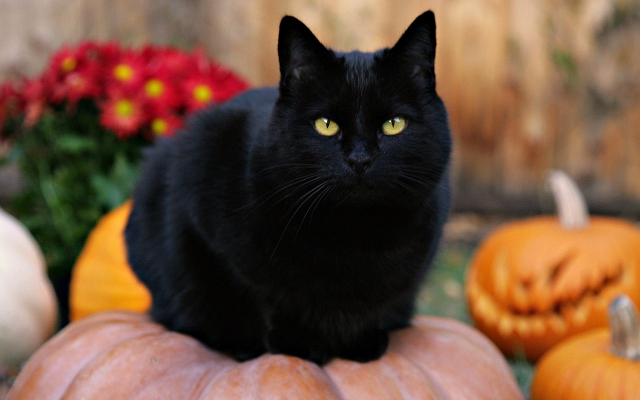 Чёрный кот на тыкве обои