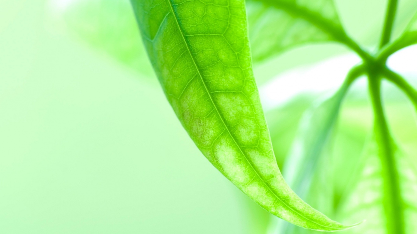 Зеленый листок обои