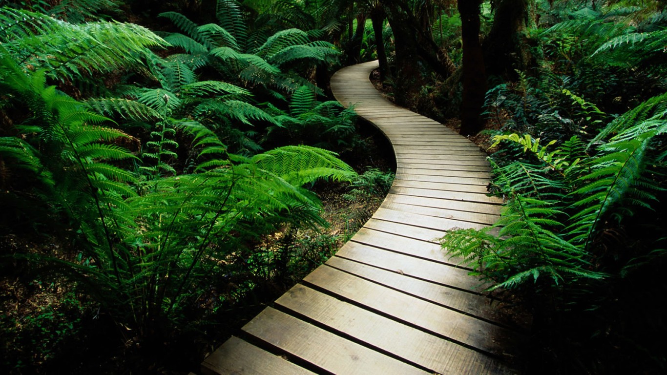 Дорожка в зарослях обои