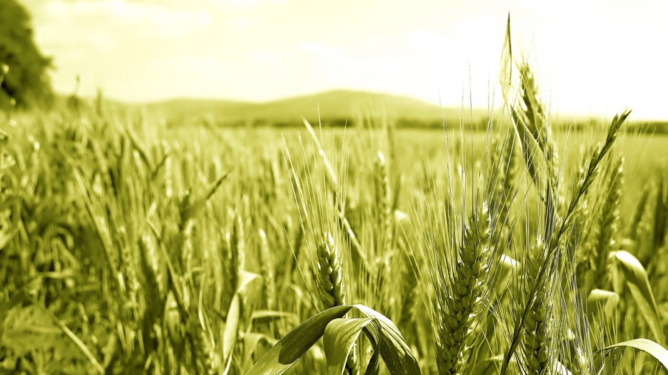 В полях обои