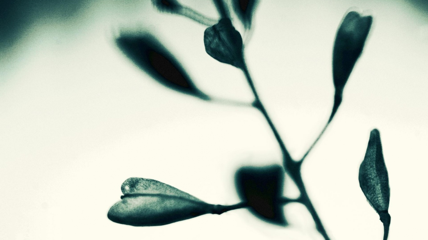 Усыхающие листья обои