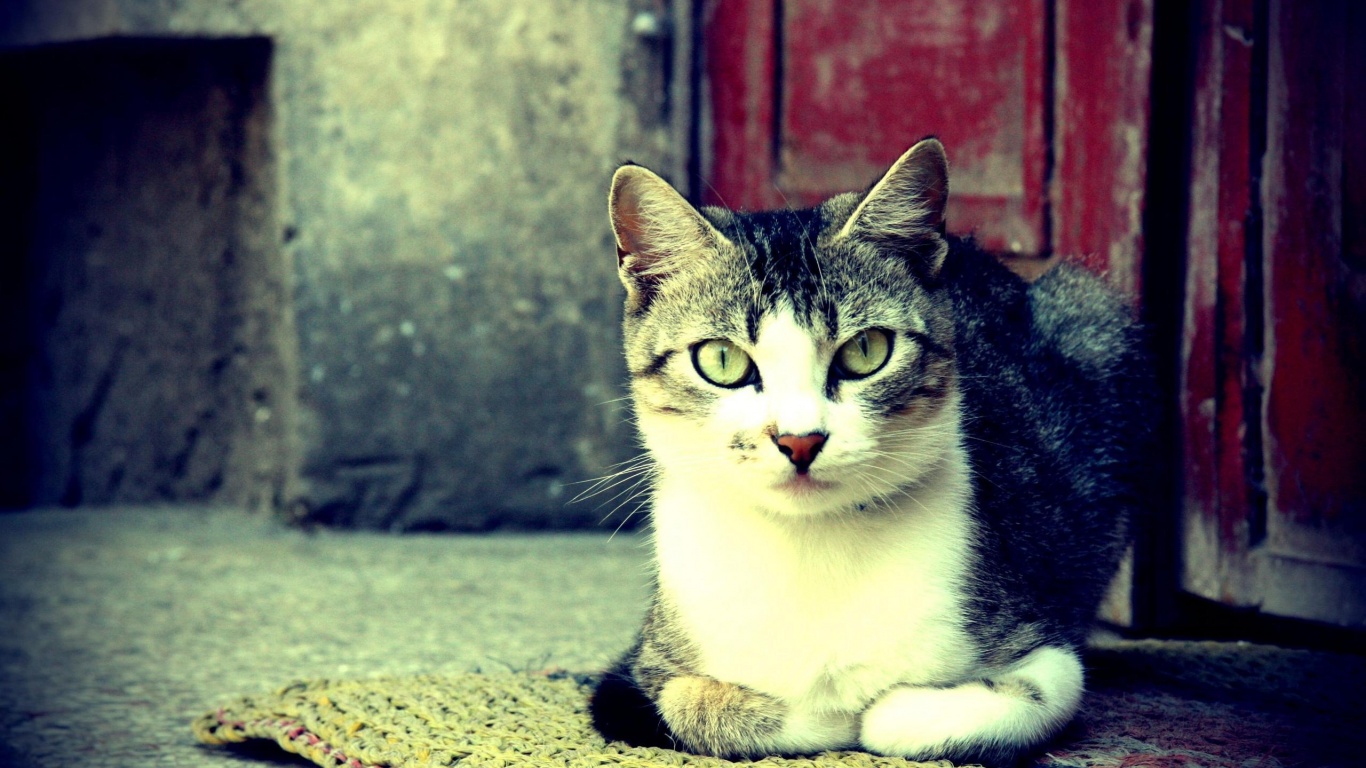 Кошечка на подстилке обои