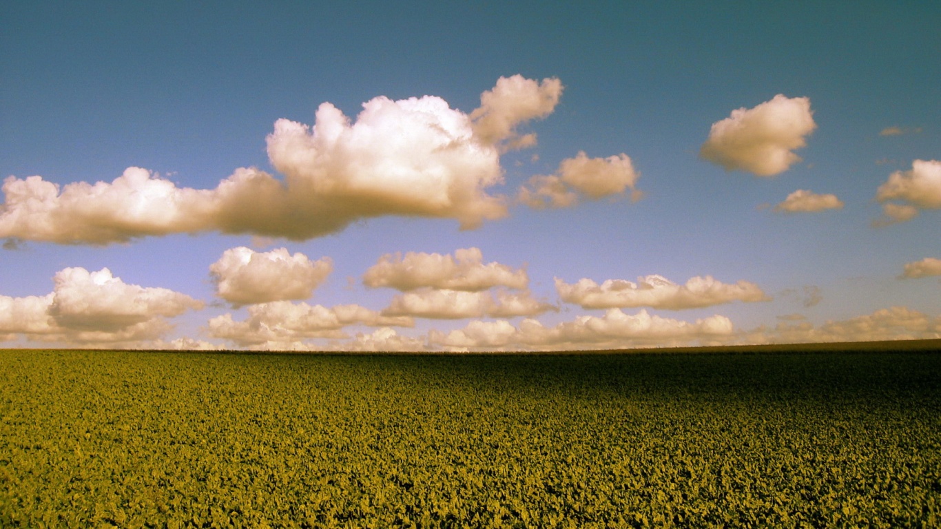 Обака над бескрайними полями обои