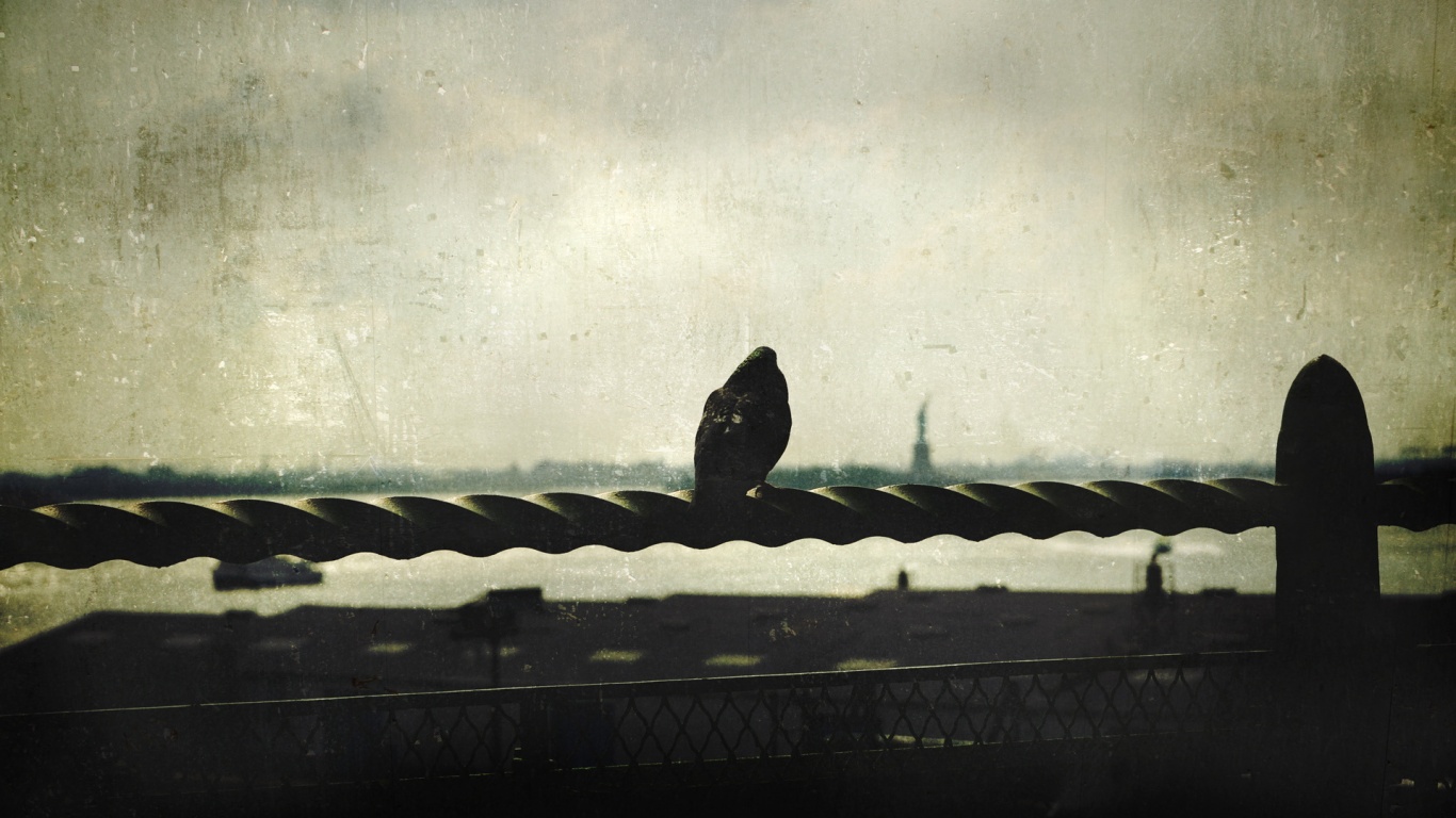 Голубь в Нью-Йоркских доках обои